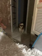 ��-���. ����