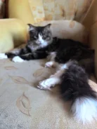 �����. ����