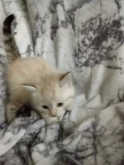 ����� ����� ����