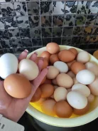 ����. ����