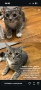 �����. ����