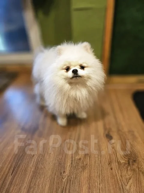 ����. ����