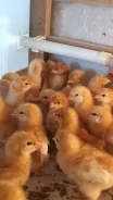 ����. ����