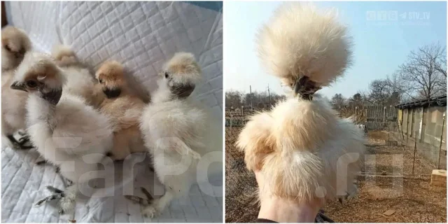 ����. ����