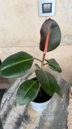 ����� �������������. ����