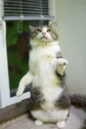 �����. ����