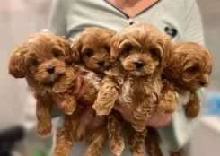 ��������. ��� ����� �� ���������� ����