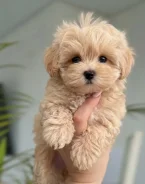 ��������. ����