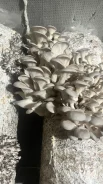�������. ��� ����� �� ������ ����