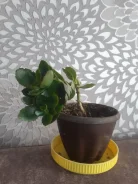 ����� ��������� �������� ����