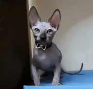 ��������� ������. ����