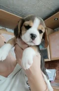 �����. ����