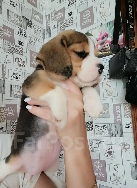 �����. ����