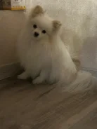 ����������� ����. ����