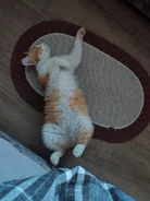 �������. ����