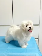 ����������� �������. ����