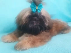 ��-���. ����