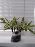 ����������. ����