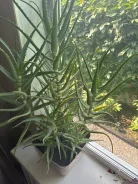 ����. ����