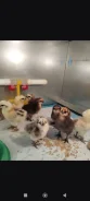 ����. ����