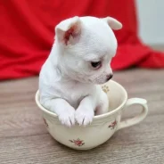 ��������. ����
