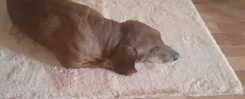 �����. ����