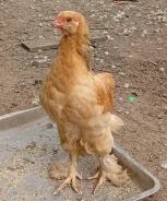 ����. ����