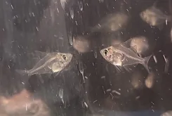 ����� ����������. ����