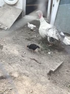 ������. ����