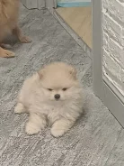 ����. ����