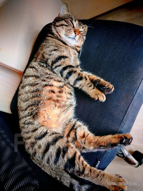 �����. ����