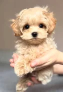 ��������. ��� ����� �� ������������ ����