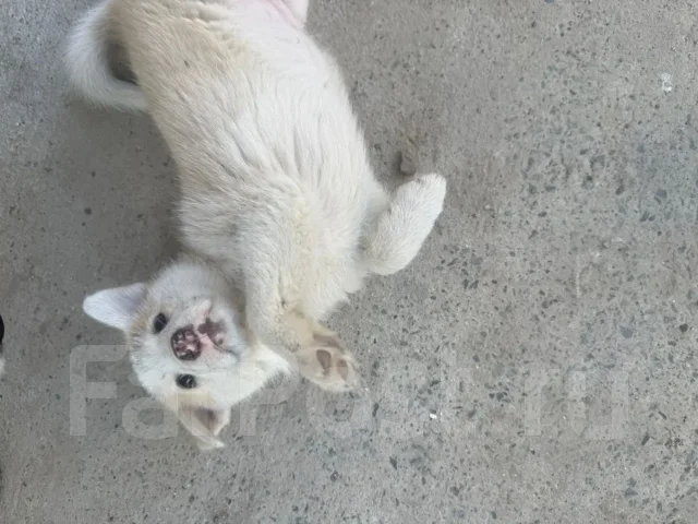 �����. ����