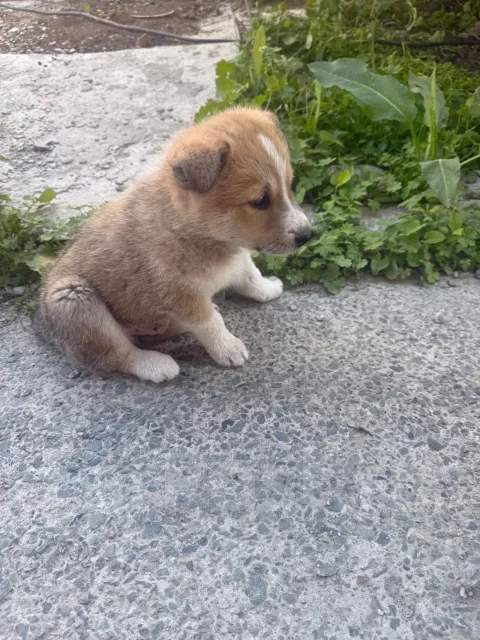 �����. ����