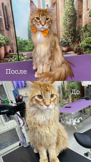 �������. ����