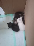 �����. ����