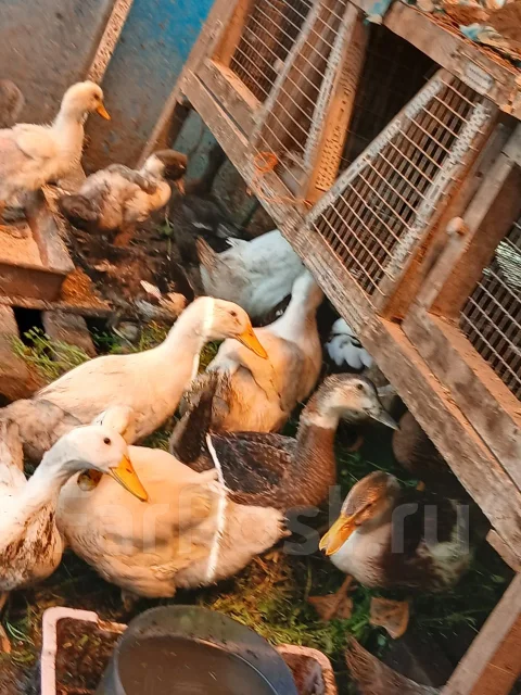 ����. ����