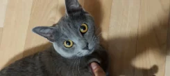 ����������� �����. ����
