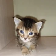 �����. ����