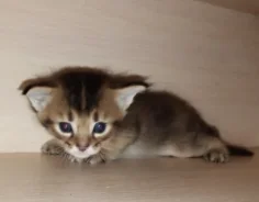 �����. ����