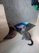 �����. ����