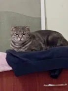 �����. ����