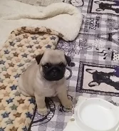 ����. ����