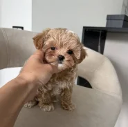 ��������. ��� ����� �� ������������ ����