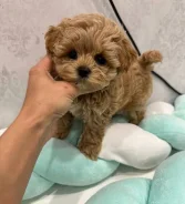 ��������. ��� ����� �� ������������ ����