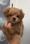 ��������. ��� ����� �� ������������ ����
