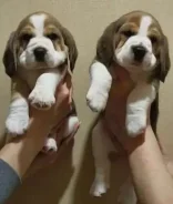 �����. ����
