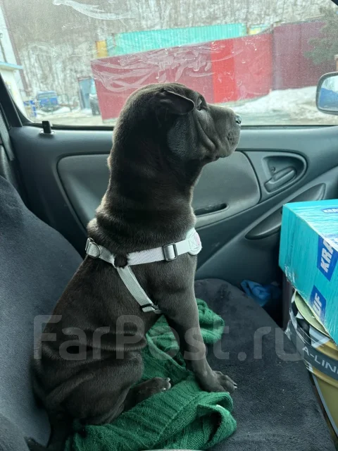 ������. ����