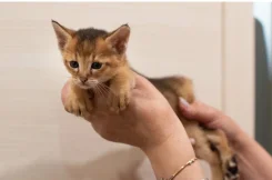 �����. ����