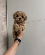 ��������. ��� ����� �� ������������ ����